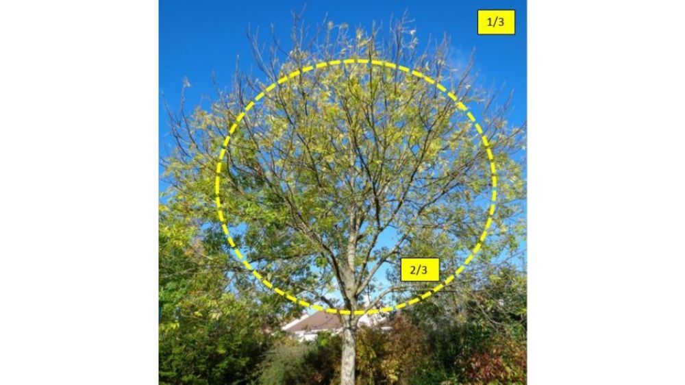 12 Serpe et les limites de la taille de couronnage.jpg